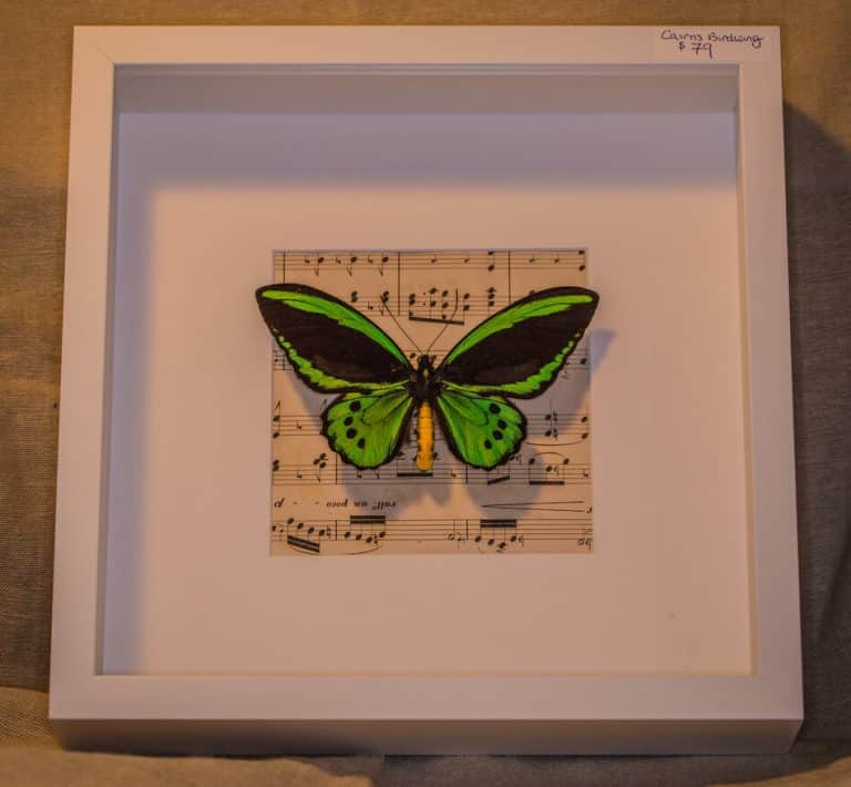 Cairns birdwing